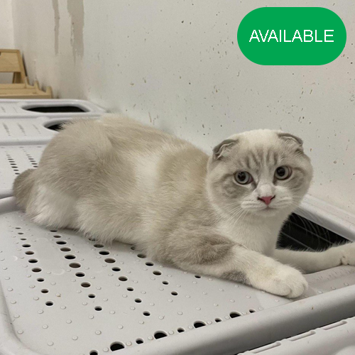 10 Scottish fold blue eyes boy neutered 2 deworming and 2 vaccination included
