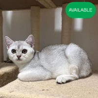 28. Scottish straight.Silver chinchilla boy.green eyes.4 months old.2 deworming and 2 vaccination included