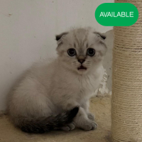 17. Scottish fold collar point boy.3 months old. blue eyes.2 deworming and 2 vaccination included