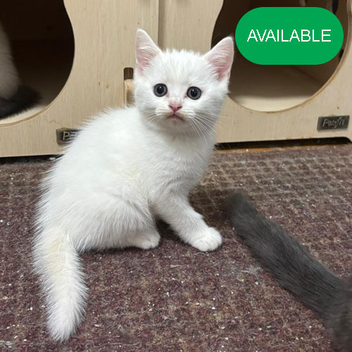 08. Scottish straight white boy.4 months old.2 deworming and 2 vaccination included