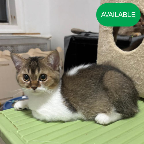 24. Scottish straight golden chinchilla bicolor girl.green eyes.4 months old.2 deworming and 2 vaccination included