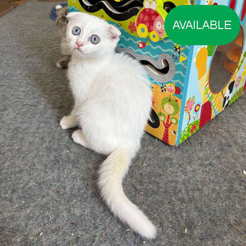 06.Scottish fold girl 5 months old.2 dewormed and 2 vaccination included