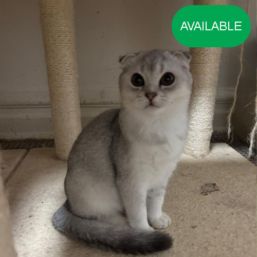 19. Scottish fold.Silver chinchilla girl.Green eyes.4 months old. 2 deworming and 2 vaccination included