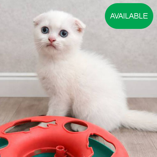 16. Scottish fold boy.Blue eyes.2 months old.First deworming and first vaccination included.