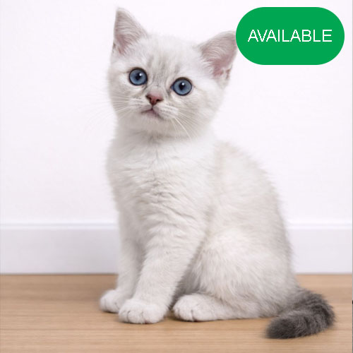 11. Scottish straight boy 7 weeks. blue eyes.First deworming and first vaccination included