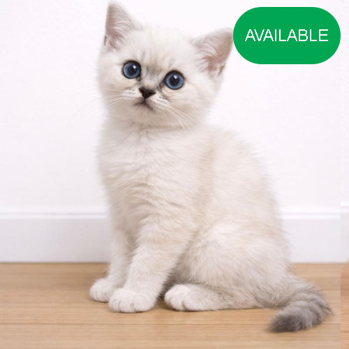 15. Scottish straight girl .blue eyes.8 weeks old.first deworming and first vaccination included