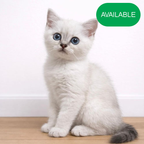 21. Scottish straight girl.Blue eyes.2 months old.First deworming and first vaccination included.