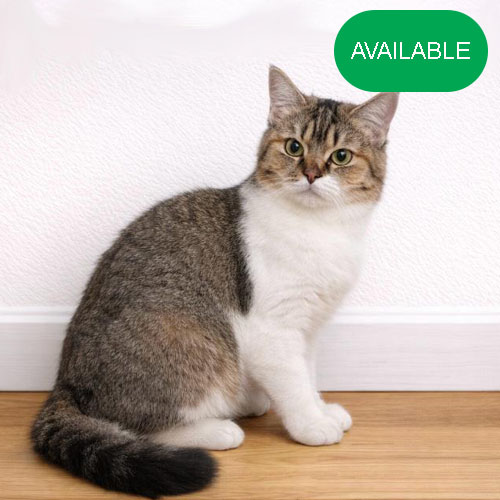 34. Scottish straight golden chinchilla bicolor girl.green eyes.5 months old.2 deworming and 2 vaccination included