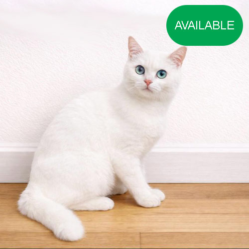 37. Scottish straight white boy. 5 months old.2 deworming and 2 vaccination included