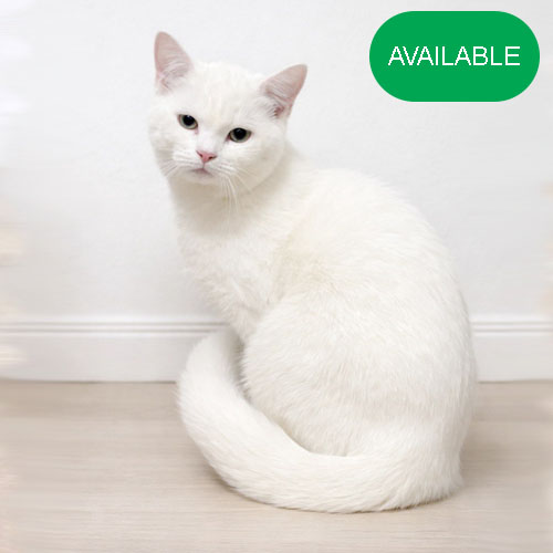 37. Scottish straight white boy. 5 months old.2 deworming and 2 vaccination included