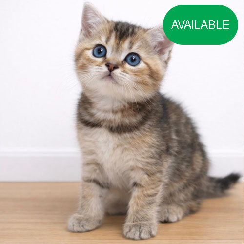 40. Scottish straight boy .green eyes.7 weeks.first deworming and first vaccination included