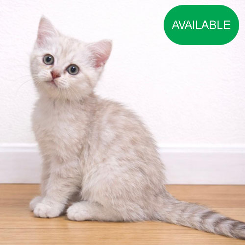 43. Scottish straight silver chinchilla green eyes girl.2 months old.First deworming and first vaccination included